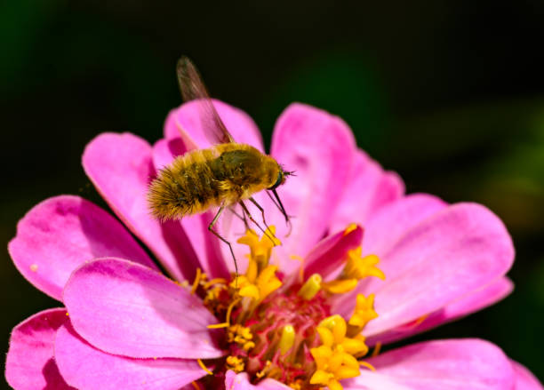 istock Bombylius minor - a fly collects nectar on a rose flower, Ukraine 2193148545