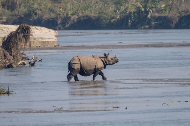 istock Rhinoceros wading through a river in natural habitat. 2193149051