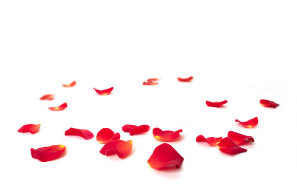 istock Red rose petals on white. Valentine's day decor element. Flower petals border, romantic frame.Beauty backdrop. 2193149055