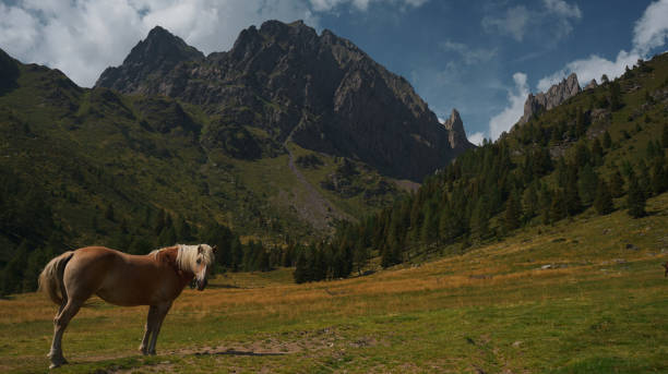 Horse on mountain pasture in summer, Dolomites