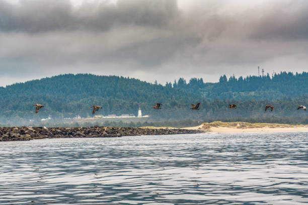 Pelicans flying in a row over a river near Winchester Bay along the Oregon Coast.