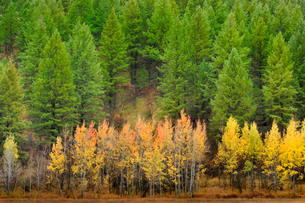 Beautiful autumn fall scene in birch aspen and pine forest on mountain hill side