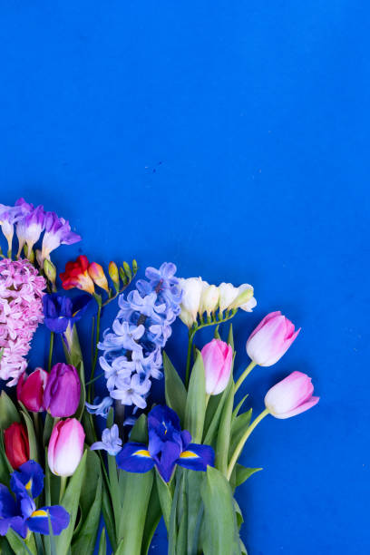 istock blooming daffodils, hyacinth and freesia flowers 2193153617
