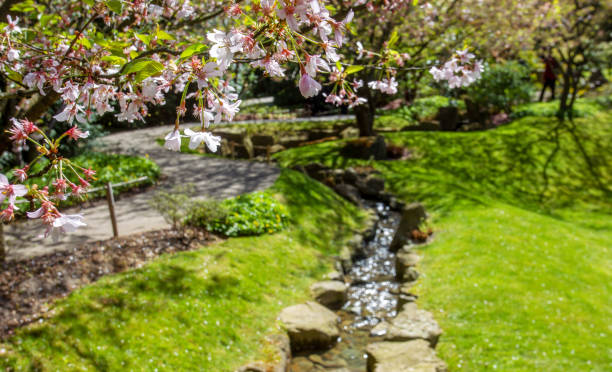 Amazing cherry blossom in Japanese garden