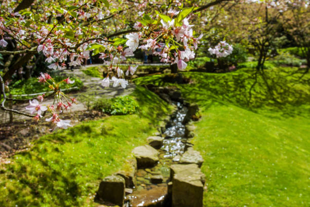istock Amazing cherry blossom in Japanese garden 2193153918