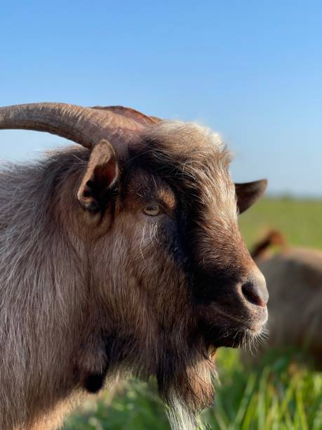 istock Portrait of a Curious Goat 2193159294