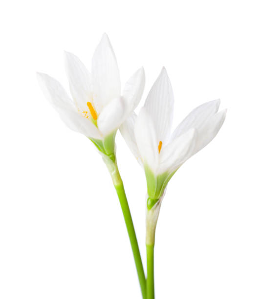 istock Two white Lilium isolated on a white background.  Zephyranthes candida. 2193164401