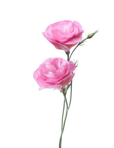 istock Two pink flowers of Eustoma isolated on white. 2193164719