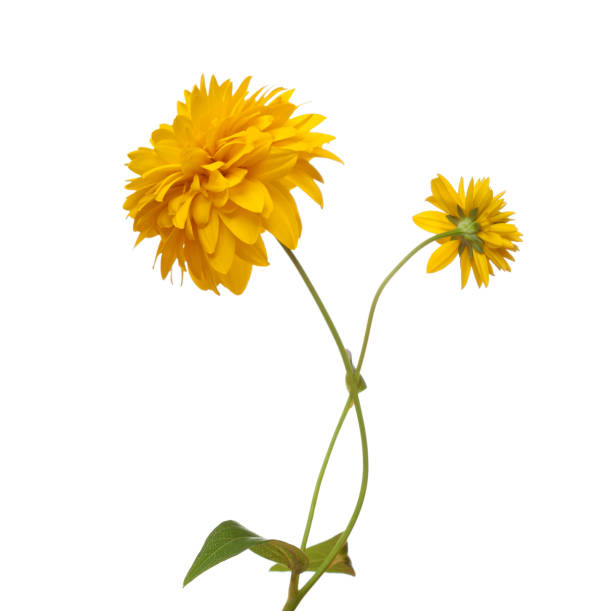 istock Two bright yellow flowers isolated on white background. Rudbeckia laciniata 2193165421