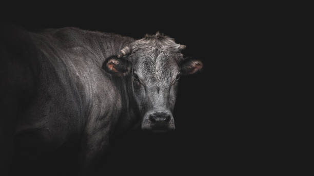 istock Portrait Of A White Cow 2193165519