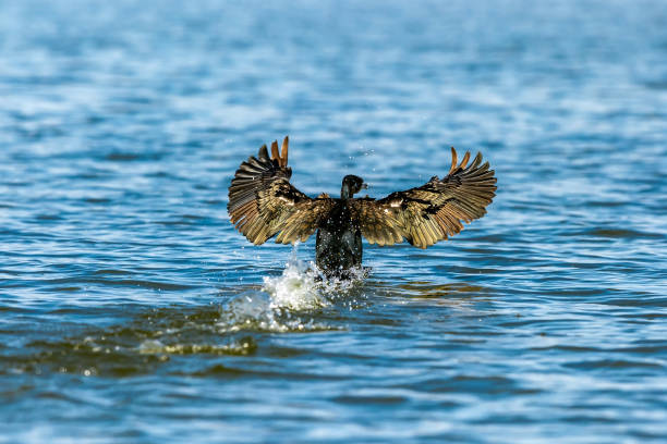 A cormorant is landing on the water