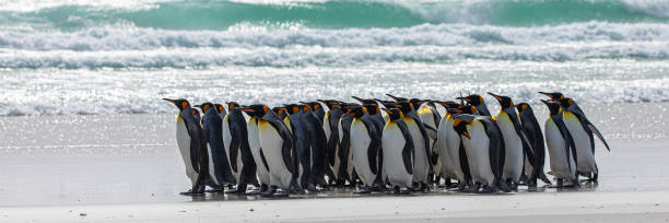 istock King Penguins, Volunteer Point, Falklands 2193168234