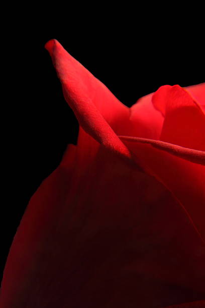 istock Red Rose Blossom Detail 2193168780