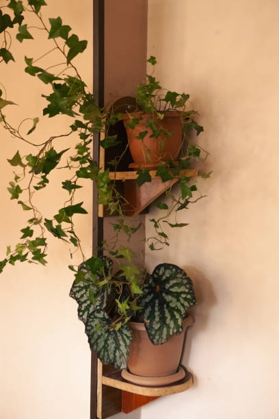 istock green plant in pots on the shelf 2193171196