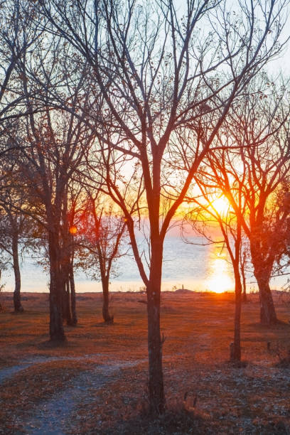 istock beautiful  sunset in the forest 2193171225