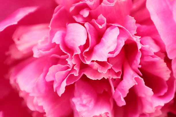 Background picture of poeny close-up image.