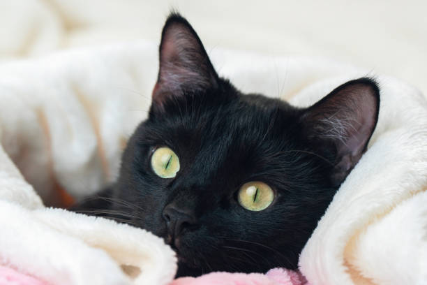 istock Portrait of a black cat peeking out from under a blanket during a cold snap 2193172124