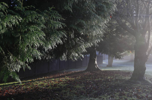 Sunlight streaming through trees in a serene forest setting with autumn leaves on the ground.