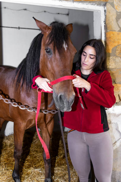 istock Veterinarian putting red bridle on horse inside stable 2193172295