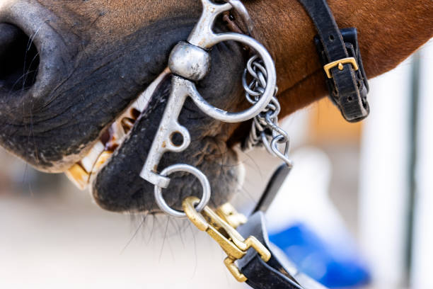 Steel horse snaffle-bit and spurs, hanging on wooden background. Outdoors close-up image.