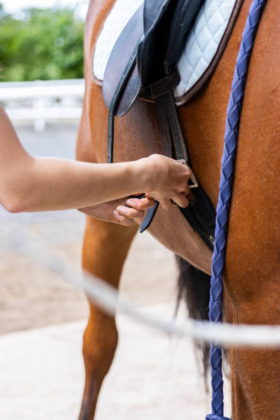 istock Woman tightening saddle on horse before riding 2193172476