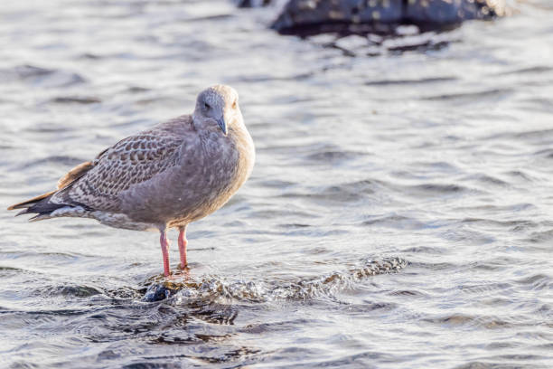A young Herring Gull stands on a rock, overlooking the Atlantic Ocean at Montauk Point State Park in Suffolk County,  Long Island,  NY.