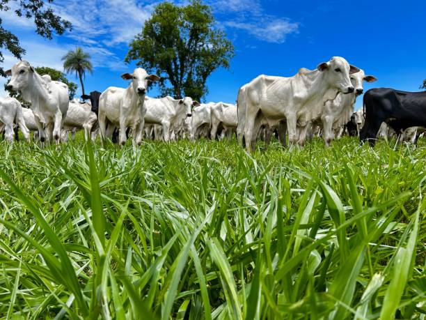 istock Beautifull image of nellore intensive beef cattle on tropical climate. High intensive grass project on Brazil 2193174312