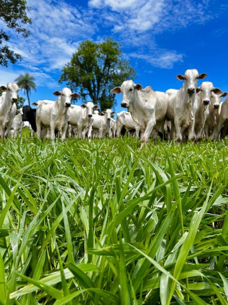 istock Beautifull image of nellore intensive beef cattle on tropical climate. High intensive grass project on Brazil 2193174321