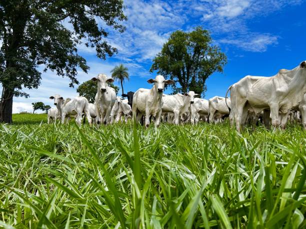 istock Beautifull image of nellore intensive beef cattle on tropical climate. High intensive grass project on Brazil 2193174323