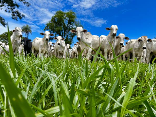 istock Beautifull image of nellore intensive beef cattle on tropical climate. High intensive grass project on Brazil 2193174326