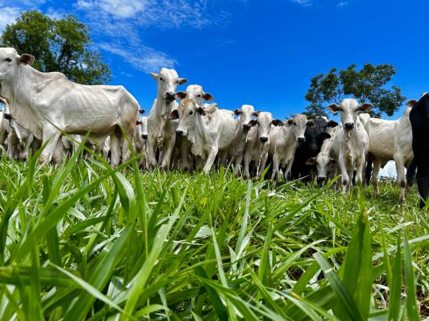 istock Beautifull image of nellore intensive beef cattle on tropical climate. High intensive grass project on Brazil 2193174329