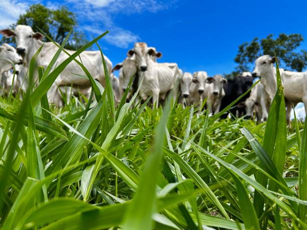 istock Beautifull image of nellore intensive beef cattle on tropical climate. High intensive grass project on Brazil 2193174330