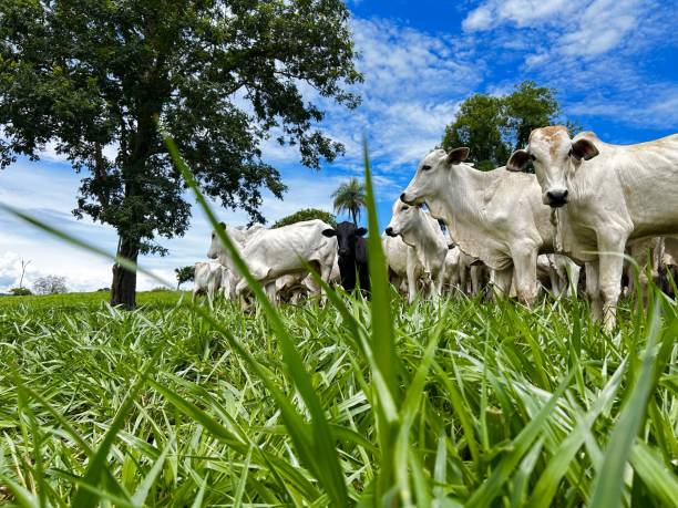 istock Beautifull image of nellore intensive beef cattle on tropical climate. High intensive grass project on Brazil 2193174333