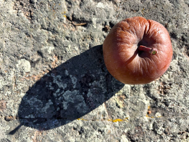 Wrinkled Old Apple on Sunny Rock