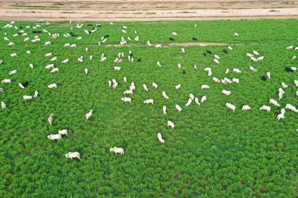 istock Beautifull aerial image of nellore intensive beef cattle on tropical climate. High intensive grass project on Brazil 2193177574