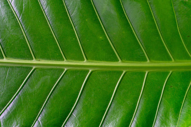 Green leaf background textures ecology garden on tropical rain forest jungle banana leaves palm tree. Greenery bright nature abstract pattern design element. Green eco environment system concept.