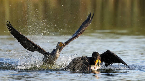 istock The Catch of Cormorant 2193179456