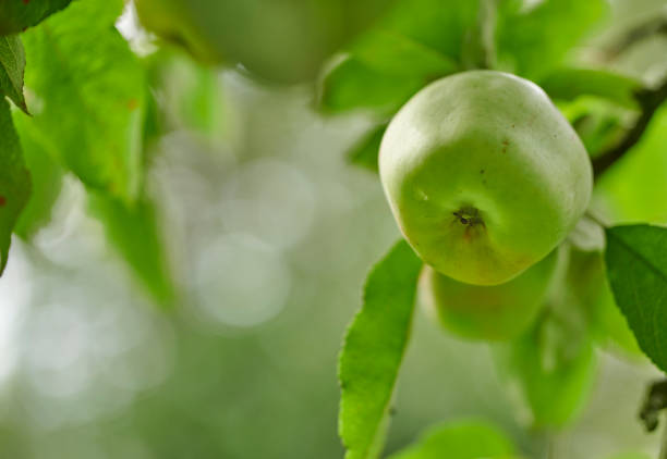 Fresh green apple in a tree