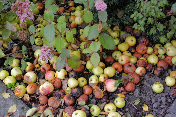 istock Red Apples in the garden 2193179712