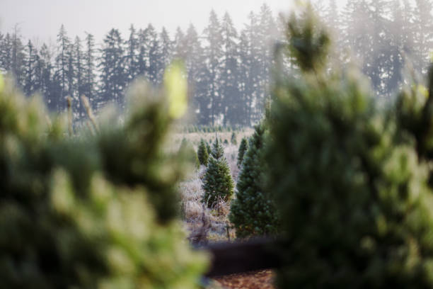 Christmas trees farm on a foggy and cold morning in Oregon.
