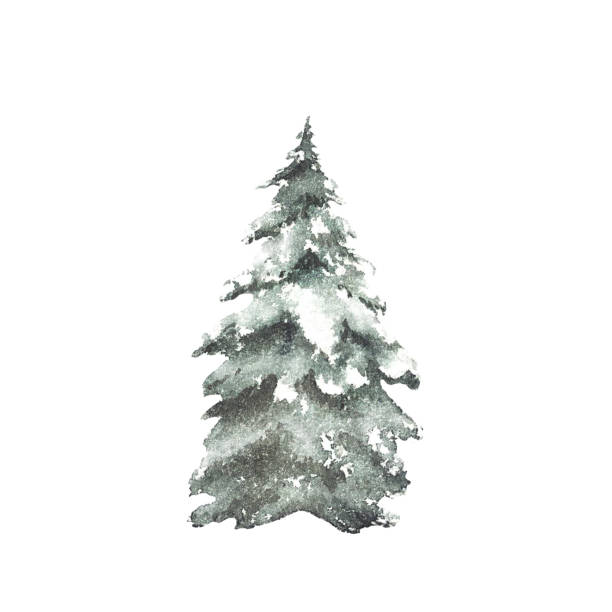 istock Spruce tree snow covered. Snowy winter Christmas fir. Hand painted isolated watercolor illustration 2193180269