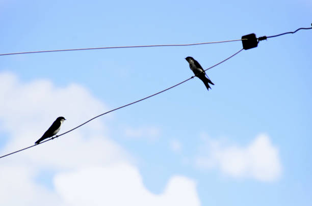 Little House Swallow (Pygochelidon cyanoleuca) resting on wire on sunny day in city