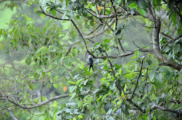 istock Lone Scissor-tailed Hummingbird (Eupetomena macroura) perched on a branch in the backyard 2193181542