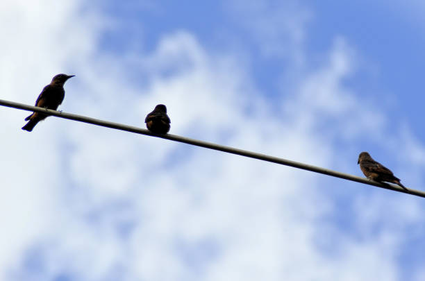 Leatherback Gibbon birds (Hirundinea bellicosa) perched on the house antenna on a sunny day and blue sky with clouds