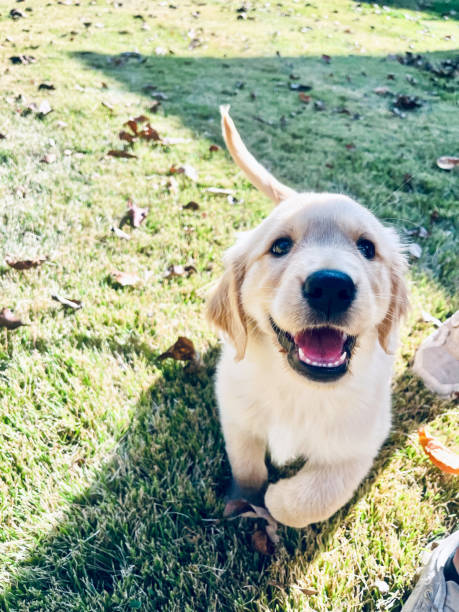 A golden retriever puppy with cute expression. This popular breed is often depicted as friendly, loyal, and energetic, making it a favorite for family and lifestyle imagery.