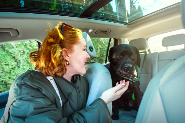 istock Redheaded owner reaches for black Labrador during winter drive through New Jersey 2193182619