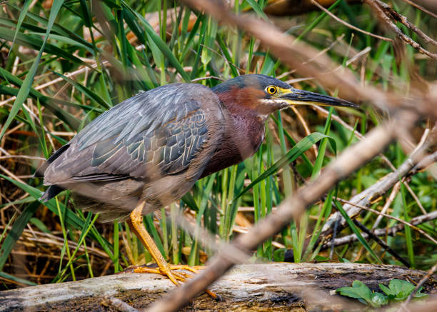 Green Heron in the wetlands