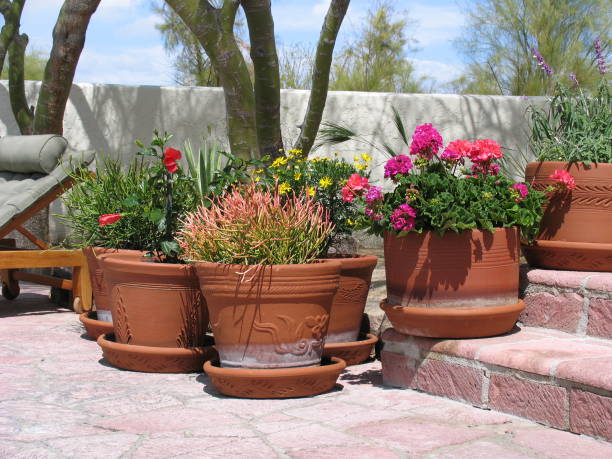 istock Desert Flowers in Terracotta Clay Pots 2193183186