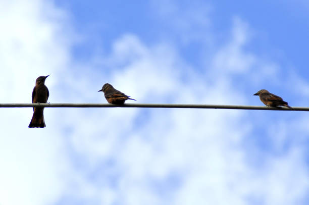 istock Three leatherback gibbon birds (Hirundinea bellicosa) standing on the antenna 2193183398