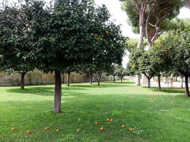 istock Orange trees in a peaceful garden in Savello Park in Rome 2193183403